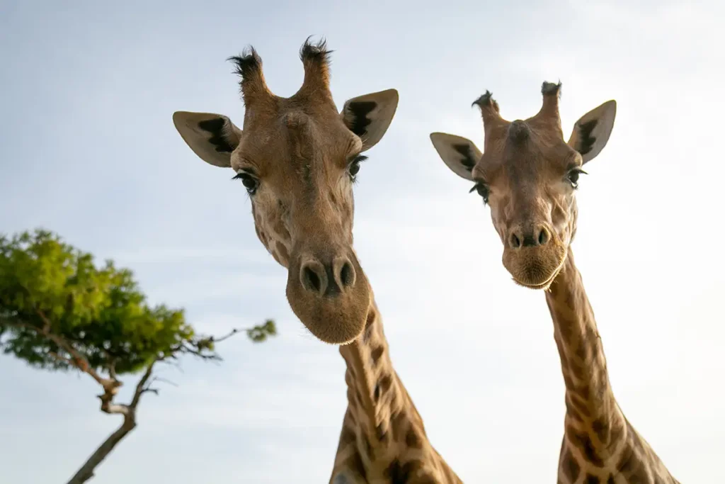 Clos du Tilleul - Zoo de la Barben